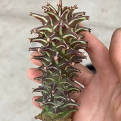 8CM Succulent Cactus Plant Euphorbia Guentheri Euphorbiaceae Home Garden Plant