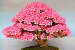 Bonsai Judas tree seeds 5 count~flowering~hobby idea