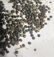 Lambs Quarter, Pigweed, WildSpinach, GooseFoot, 1,000 Seeds NO GMO