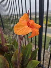 Canna Lily Wyoming Rhizomes – Orange Blooms, Burgundy Foliage – 2-Rhizomes
