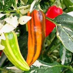 Fish Pepper Seeds | Heirloom / Non-GMO | Free Shipping | Seed Store | 1286