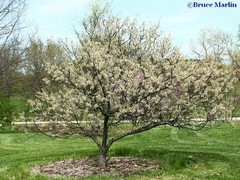 1 Dormant American plum starter plant, flowering fruit shrub/tree .Zones 3-8.