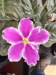 African Violet Plant RS Queen Olga Starter Plant Standard