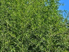Madake Bamboo Rhizomes 1–12 Pack (Phyllostachys bambusoides) • Fast-Growing