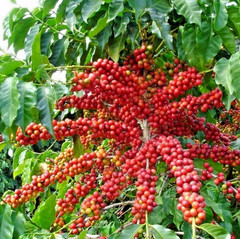 120++ Premium Coffee Seedss (Coffea sp. mundo novo) var. Mundo Novo Coffee