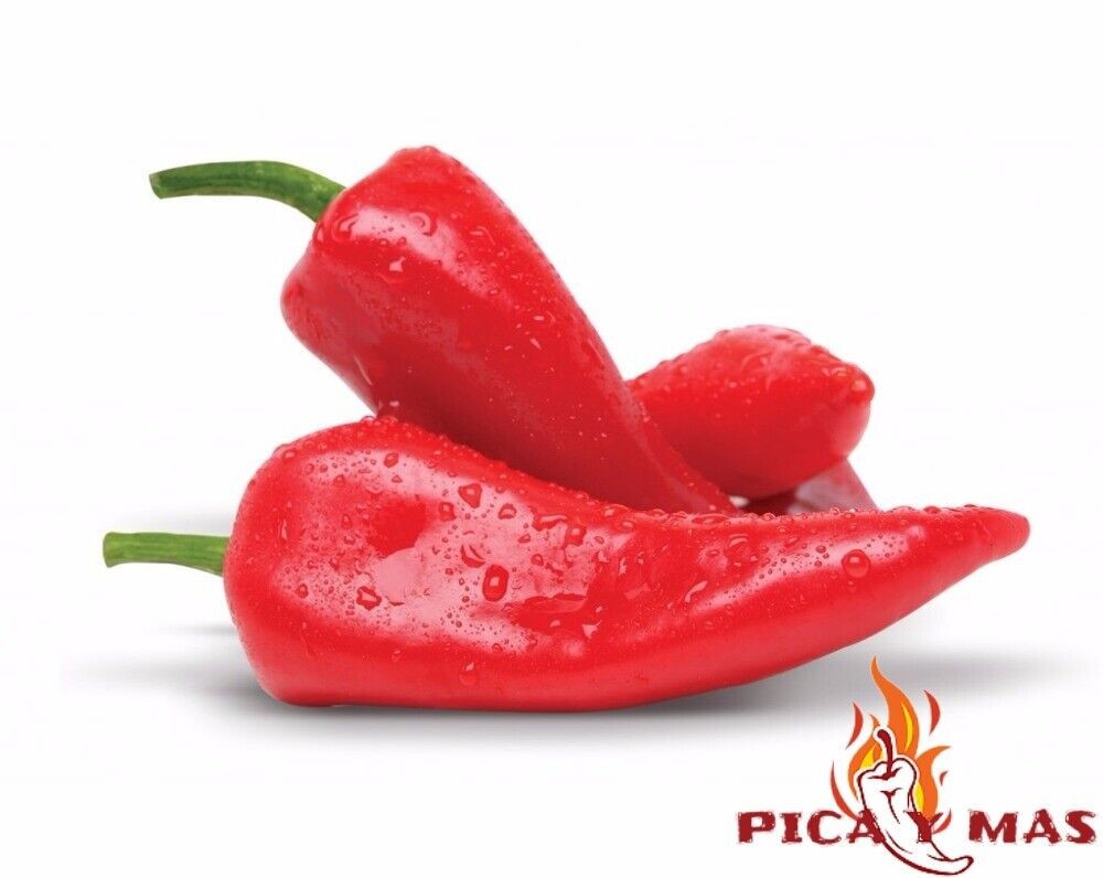PIQUILLO PEPPER 20 SEEDS 100% GUARANTEED