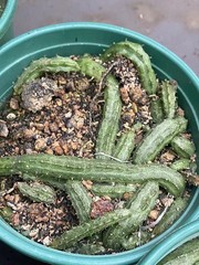 RareSucculent cactus Plant Echidnopsis malum Garden Décor Boutique 3PCS 5-8CM