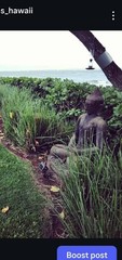 Vetiver live plant for EROSION CONTROL