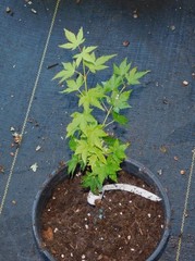 Peve Multicolor Grafted Japanese Maple Plants