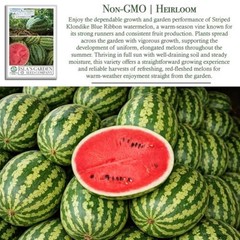 Striped Klondike Blue Ribbon Watermelon Seeds (Citrullus lanatus) – 100+ Non