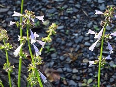 Lyreleaf Sage Salvia Lyrata Native 300 seeds Fresh From 2023 for Hummingbirds