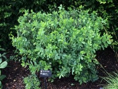 BAPTISIA AUSTRALIS~LIVE BLUE INDIGO PLANT GROWS 3-4 FEET TALL 100’S OF FLOWERS!!