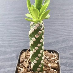 8CM Succulent Cactus Plant Euphorbia Royleana Spineless Euphorbiaceae Beautiful