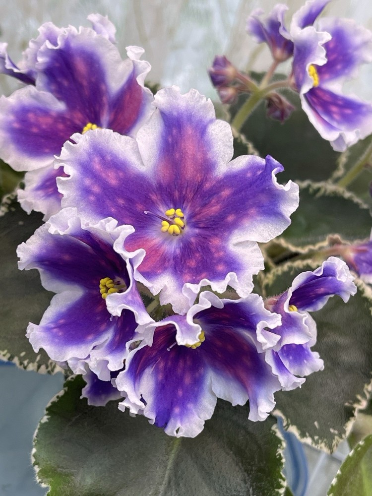 2 African Violet Leaves ~ * VAT – TSAR GOROH (King of Peas) * ~