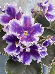 2 African Violet Leaves ~ * VAT – TSAR GOROH (King of Peas) * ~