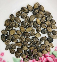 50 Organic Sugar Baby Watermelon Seeds – Citrullus lanatus Heirloom Sweet Fruits