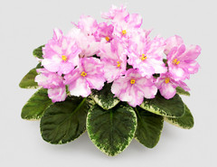 2 African Violet Leaves ~ * RIVERMIST BEGUILING * ~