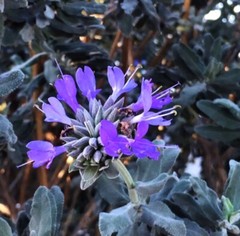 San Luis Purple Sage/ Salvia Leucophylla, Native Herb 100+ Seeds 2023 – USA