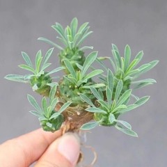 8cm Succulent Cactus Plant Euphorbia Gabizan（5-7 Heads）Cactaceae Beautiful Plant