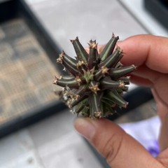 8CM Succulent Cactus Plant Euphorbia Guentheri Euphorbiaceae Home Garden Plant