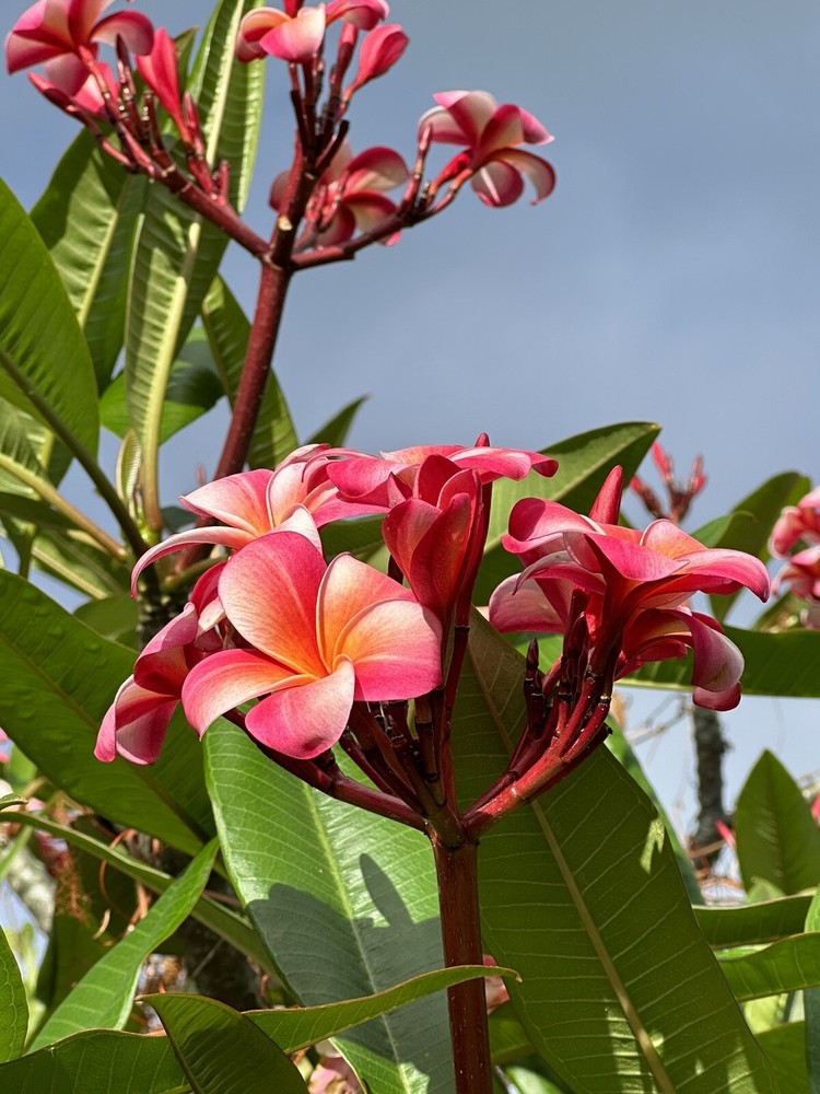 Pink Plumeria Fresh Starter Cutting Double Head Width Varies 10inch x1