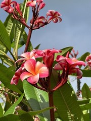 Pink Plumeria Fresh Starter Cutting Double Head Width Varies 10inch x1