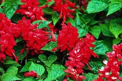 400 SCARLET SAGE (Lady-In-Red / Red Texas Sage) Salvia Coccinea Flower Seeds