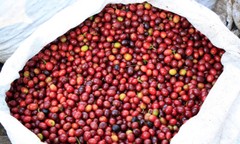 TANZANIA PEABERRY COFFEE BEANS MEDIUM ROASTED 2 OR 5 POUNDS IN 1 POUND BAGS