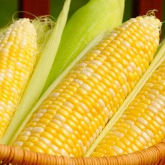 Ambrosia Sweet Corn Seeds, Bicolor Corn, (F1 SE Hybrid), FREE SHIPPING