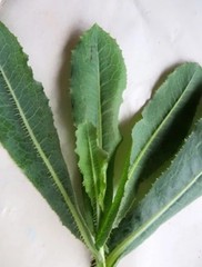 3LIVE WILD LETTUCE PLANTS! Lactuca Serriola Prickly Opium Lettuce Medicinal Herb