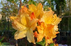 GOLDEN LIGHTS~~Azalea Rhododendron~Well Rooted Starter Plant~MAY BE DORMANT!