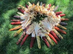 500+ Indian Corn Seeds – Heirloom – NON GMO – FRESH