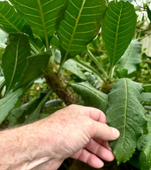 Anthorrhiza caerulea F1-seed grown, giant, blue flowered ant plant from Papua NG