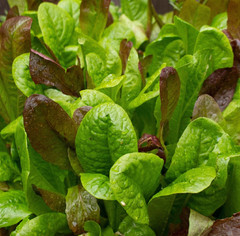 Lettuce GOURMET MIX Mixed Greens Cut & Come Again Garden Non-GMO 1000 Seeds