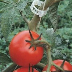 100-500Pcs 25mm Garden Plant Support Clips Tomato and Veggie Trellis Twine