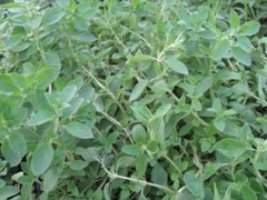 Italian Oregano Herb Seeds, Origanum Vulgare, NON-GMO, Variety Sizes, FREE SHIP