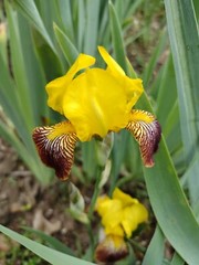 15 Iris Fresh Bearded Iris Rhizomes Mixed Varieties
