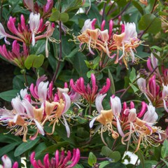 ~Serotina Belgica~Honeysuckle Vine Plant Late Dutch Lonicera~HUMMINGBIRD HEAVEN!