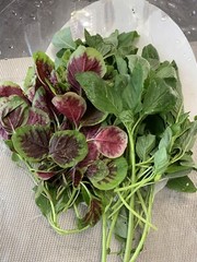 1000+ Mix Amaranth Seeds – ( Green And Red Stripe), NON-GMO, FREE SHIPPING