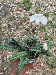 CLASSIC THAILAND WHITE BRACHII PAPH ORCHID SPECIES niveum IN BLOOM!