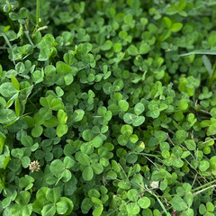 Micro Clover Seed for Lawn – 1 Lb – ~400,000 Microclover Seeds for Planting – Dr