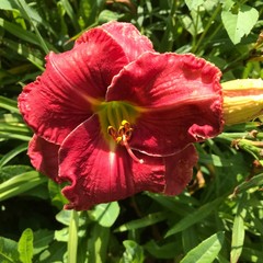 Assorted Daylilies, Mixed Daylilys, perennial’s return every year multiplying