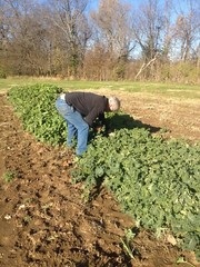 Vegetable Seed Lot $1.99 each 121 Heirloom Varieties For GARDEN/STORAGE non gmo