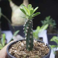 8CM Succulent Cactus Plant Euphorbia Royleana Spineless Euphorbiaceae Beautiful