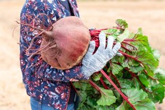 75 Giant Red BEET Mangelwurzel Mangel Mangold Wurzel Mammoth Long Beta Seeds