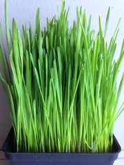 Wheat Grass Seed 1 LB (13,500+seeds) – Guaranteed to Grow !