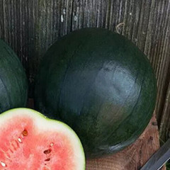 25+ Sugar Baby Watermelon seeds, Fresh, Ready for Planting. Free Shipping USA