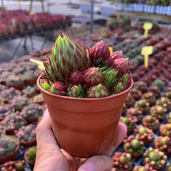 8CM Succulent Plant Jovisbarba Allionii Crassulaceae Home Garden Beautiful Plant