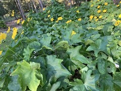 20 Luffa seeds 2023 fall fresh Non-GM Organic 丝瓜 种子