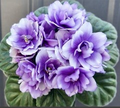 African Violet Plant DN Charivnij Lotos Starter